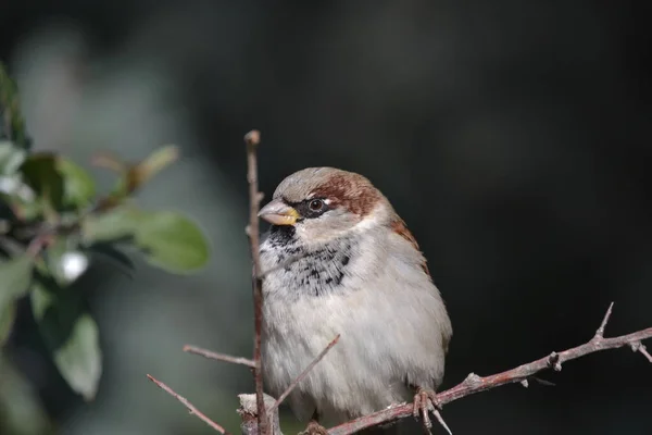 Little Bird Trees Leaves Winter Ankara — 스톡 사진