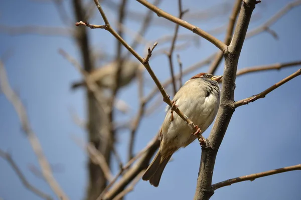 Little Bird Trees Leaves Winter Ankara — стоковое фото