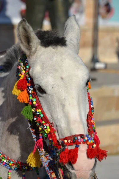Anatolia Horses Decorate According Local Culture — Photo