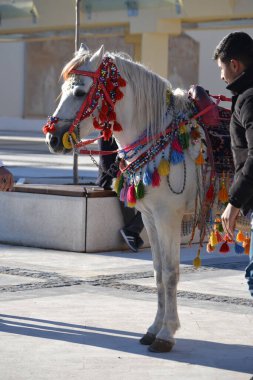 At, Mardin Türkiye 'nin tipik at süslemeleriyle turistik bir cazibe.