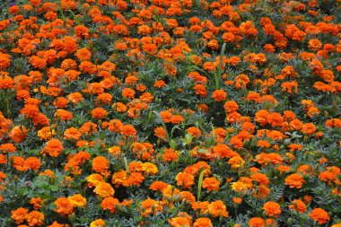 Portakal çiçekleri ve yeşil çalılıklarıyla bir çiçek tarhında büyük kadife çiçekleri.