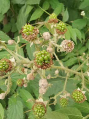Hoş olmayan dikenleri olan yeşil kirazlar.