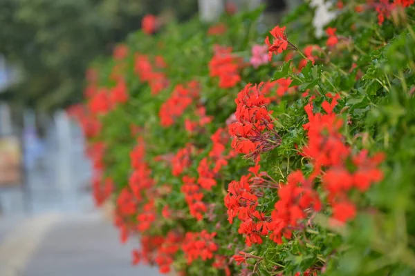 Rode Bloemen Een Bed Als Straatversiering — Stockfoto