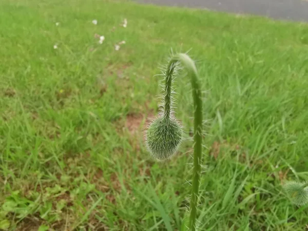 草场上一朵尚未绽放出绿色花朵的花 — 图库照片