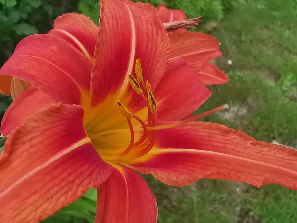 Oranje Bloem Met Oranje Bladeren Geelachtige Strepen Volle Bloei — Stockfoto