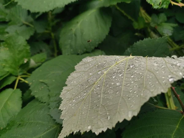 Grünes Blatt Mit Regentropfen Auf Der Blattrückseite — Stockfoto