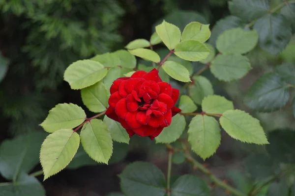 Rosa Roja Rama Con Hojas Naturaleza —  Fotos de Stock