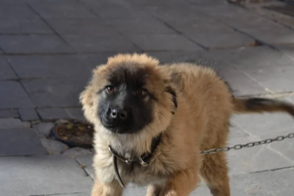 Cachorro Perro Pequeño Marrón Con Bozal Negro Lindo —  Fotos de Stock