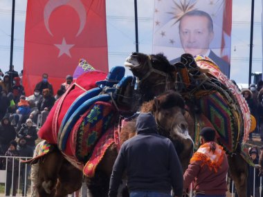 Güreş meydanında deve güreşi, Menemen Türkiye 'de deve güreşi 20.03.2022