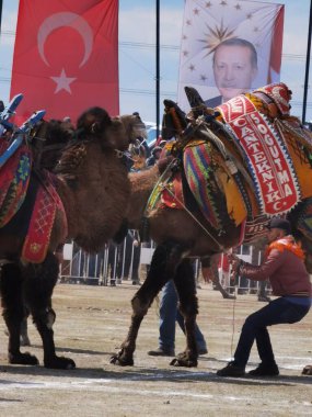 Güreş meydanında deve güreşi, Menemen Türkiye 'de deve güreşi 20.03.2022