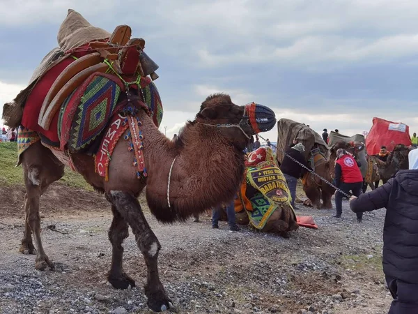 Верблюжья Борьба Камелевая Борьба Менемен Измир Турция 2022 — стоковое фото
