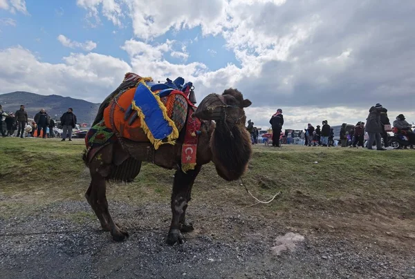 Верблюд Готовился Борьбе Камелевая Борьба Menemen Izmir Turkey 2022 — стоковое фото