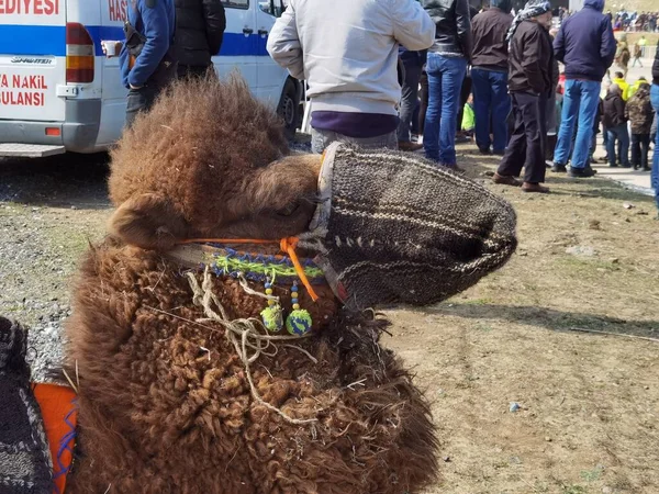 Chameau Préparé Pour Lutte Camel Wrestling Menemen Izmir Turquie 2022 — Photo