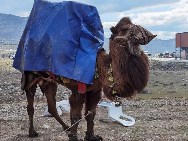 Chameau Préparé Pour Lutte Camel Wrestling Menemen Izmir Turquie 2022 — Photo