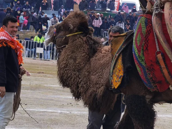Верблюды Ждут Своей Очереди Борьбу Camel Wrestling Menemen Izmir Turkey — стоковое фото