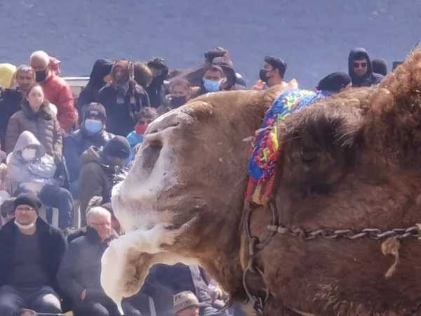 Верблюды Ждут Своей Очереди Борьбу Camel Wrestling Menemen Izmir Turkey — стоковое фото