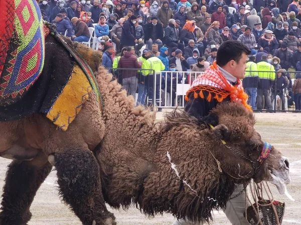 Camelos Esperando Sua Vez Para Wrestling Camel Wrestling Menemen Izmir — Fotografia de Stock