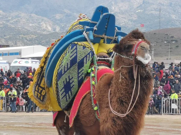 Camelos Esperando Sua Vez Para Wrestling Camel Wrestling Menemen Izmir — Fotografia de Stock