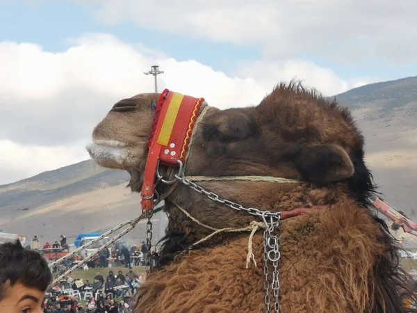 Camellos Esperando Turno Para Lucha Libre Camel Lucha Libre Menemen —  Fotos de Stock