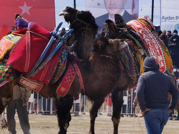 Camel Wrestling Wrestling Quadrado Camel Wrestling Menemen Izmir Turquia 2022 — Fotografia de Stock