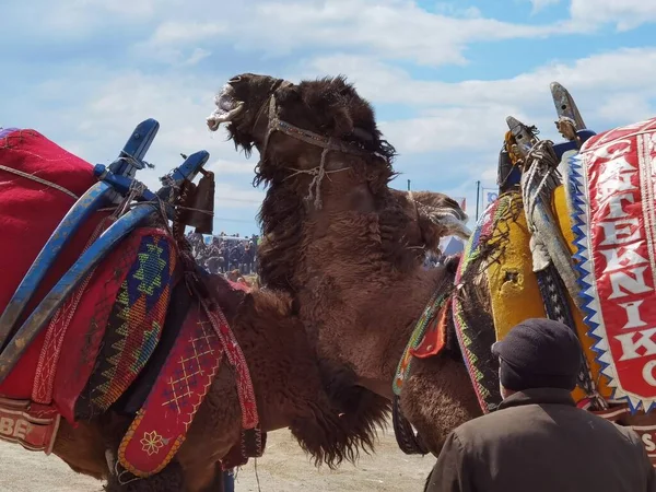 Camel Wrestling Wrestling Quadrado Camel Wrestling Menemen Izmir Turquia 2022 — Fotografia de Stock