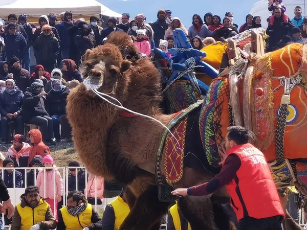 Camel Wrestling Wrestling Quadrado Camel Wrestling Menemen Izmir Turquia 2022 — Fotografia de Stock