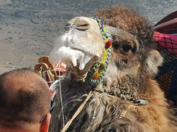 Camels Attendant Leur Tour Pour Lutte Camel Wrestling Menemen Izmir — Photo