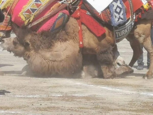 Camel Wrestling Wrestling Quadrado Camel Wrestling Menemen Izmir Turquia 2022 — Fotografia de Stock