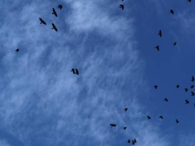Kuzgunlar gökyüzünde sürü halinde uçuyor.