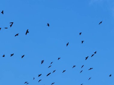 Kuzgunlar gökyüzünde sürü halinde uçuyor.