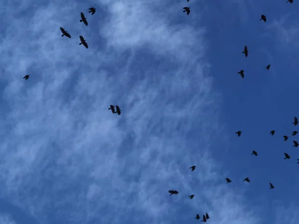 Ravens Voando Bandos Céu — Fotografia de Stock