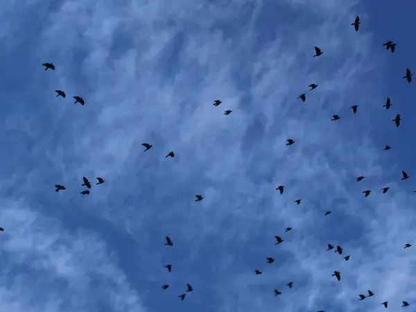 Ravens Voando Bandos Céu — Fotografia de Stock