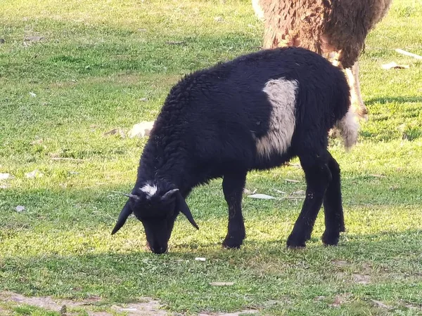 Lamsvlees Zwart Met Witte Markeringen Het Gazon — Stockfoto