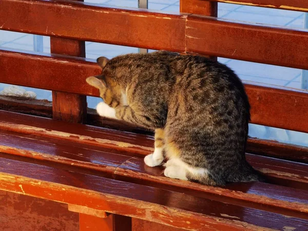 Chat Sur Banc Nettoie — Photo