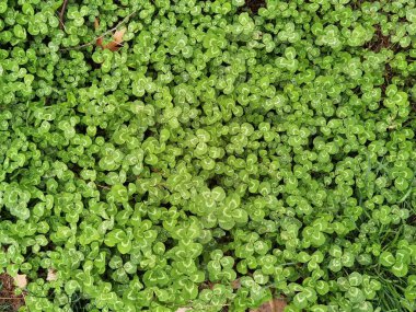 Çayırda bir sürü yeşil şanslı yonca yaprağı