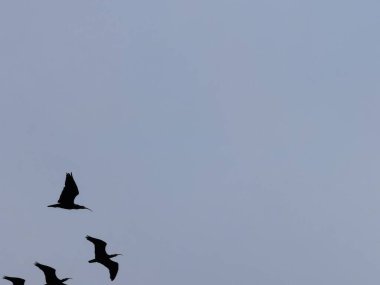 Kel aynak yuvaları nesli tükenmekte olan kuş türleri