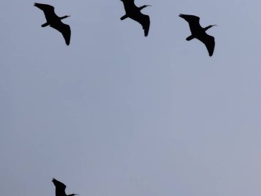 Kel aynak yuvaları nesli tükenmekte olan kuş türleri