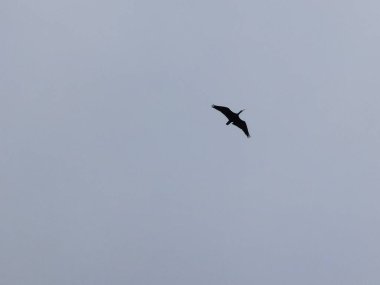 Kel aynak yuvaları nesli tükenmekte olan kuş türleri