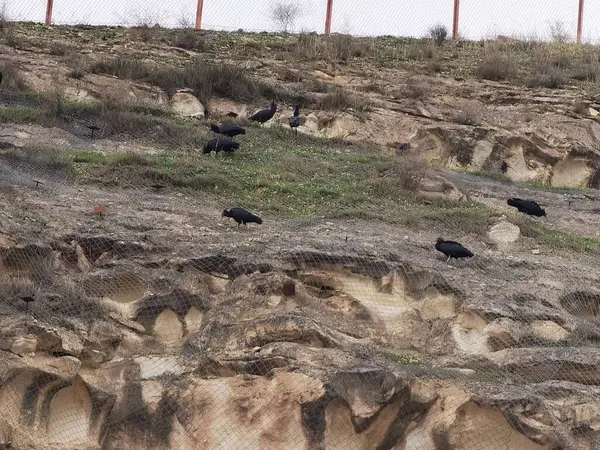 Kaal Ibis Nesten Bedreigde Vogelsoorten — Stockfoto