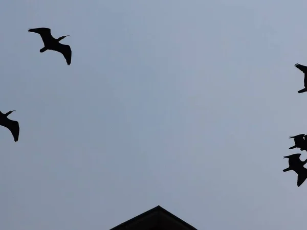 Careca Ibis Ninhos Espécies Aves Ameaçadas Extinção — Fotografia de Stock