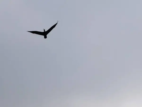 Careca Ibis Ninhos Espécies Aves Ameaçadas Extinção — Fotografia de Stock