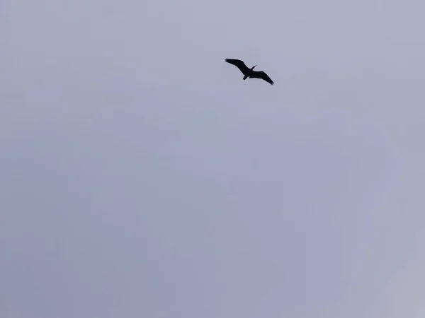 Skaldede Ibis Reder Truede Fuglearter - Stock-foto