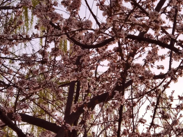 Pembe Kiraz Çiçekleriyle Dolu Bir Dal — Stok fotoğraf