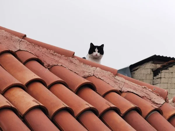 Egy Macska Ház Tetején — Stock Fotó