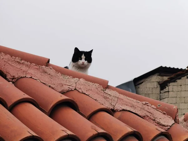 Gatto Sul Tetto Una Casa — Foto Stock