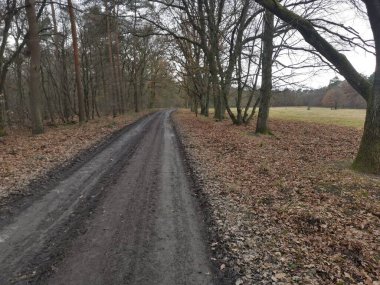 Demiryolu terası ormandan geçiyor.