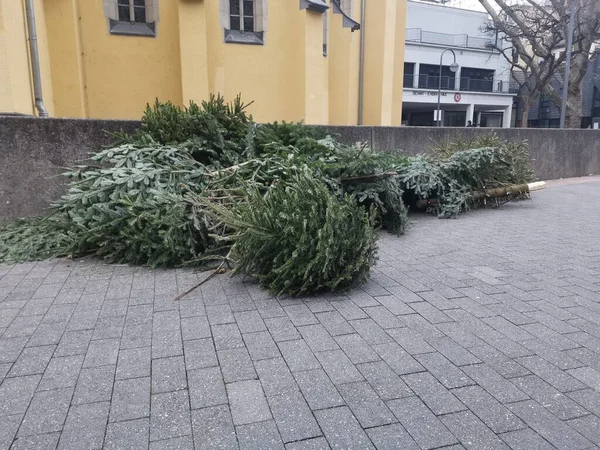 Basta Estacionar Cultura Eliminação Árvore Natal Colônia Igreja — Fotografia de Stock