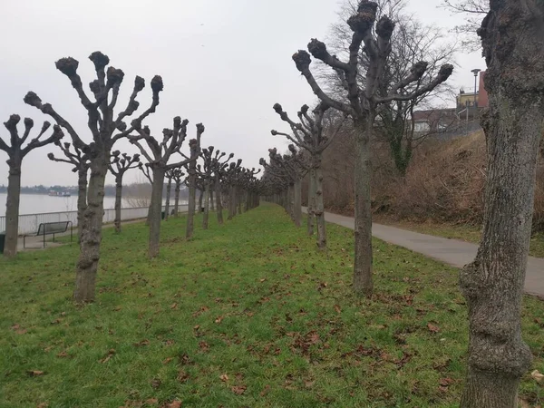 Rheinbäume Mit Stumpfen Ästen — Stockfoto
