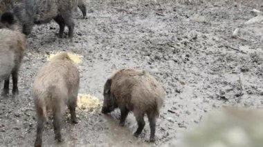 Yaban domuzu ailesi çamurda besleniyor.