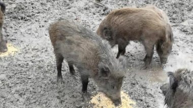Yaban domuzu ailesi çamurda besleniyor.